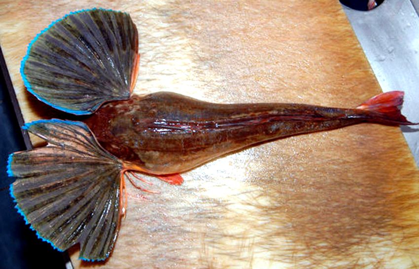 Chelidonichthys lucerna_06.jpg